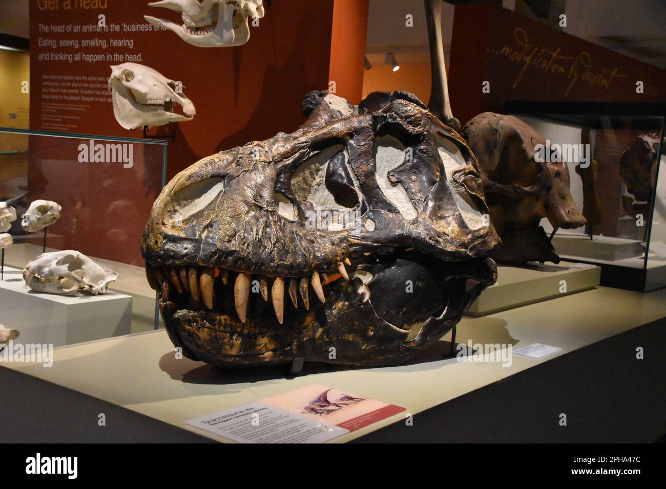Calavera de tiranosaurio rex fosil. Stockfoto