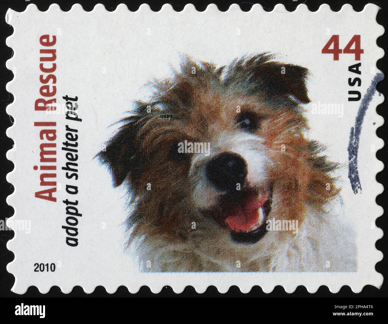 Komischer Hund, der dich auf der Briefmarke ansieht Stockfoto