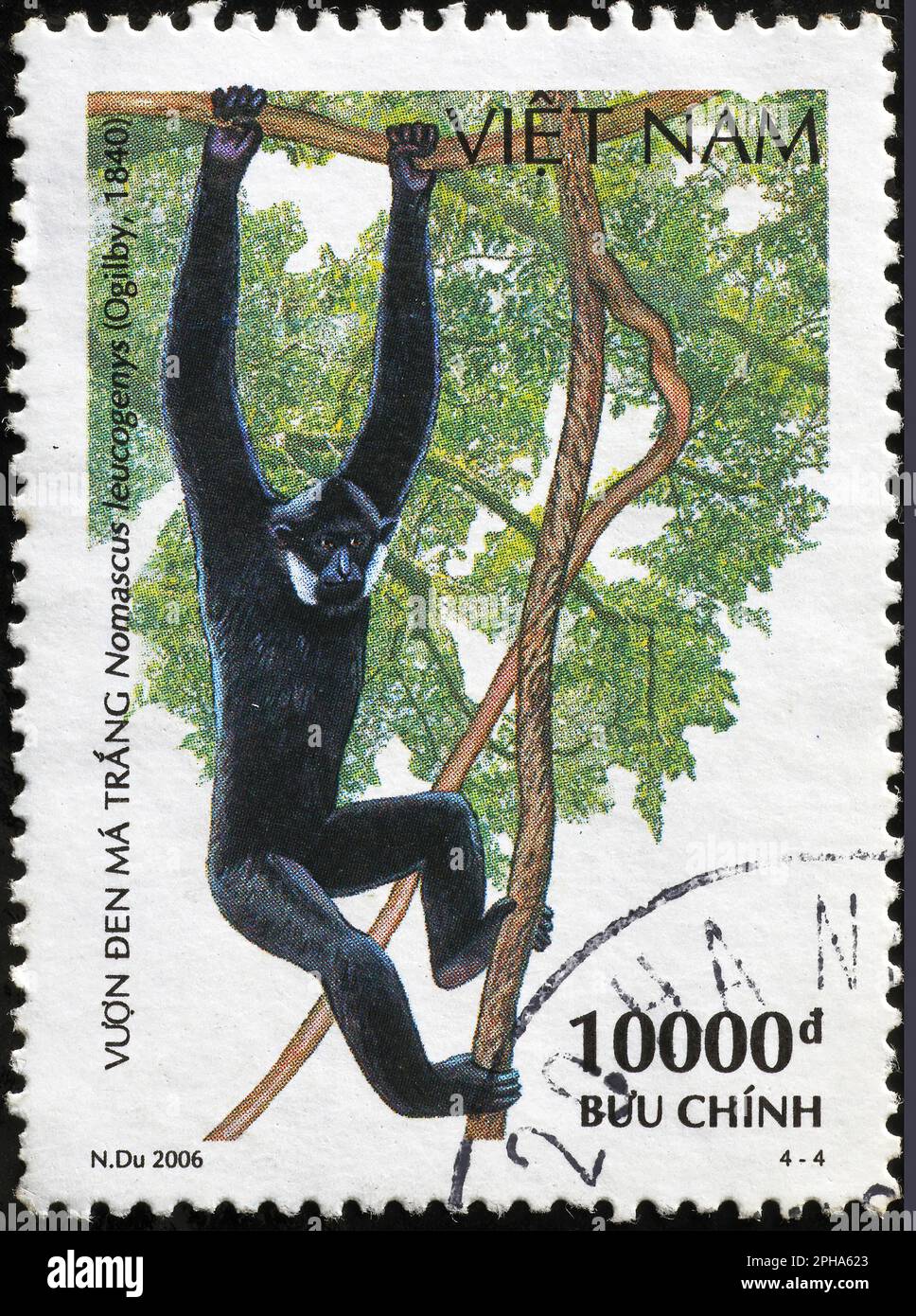 Nördlicher Weißbacken-Gibbon (Nomascus leucogenys) auf vietnamesischem Stempel Stockfoto