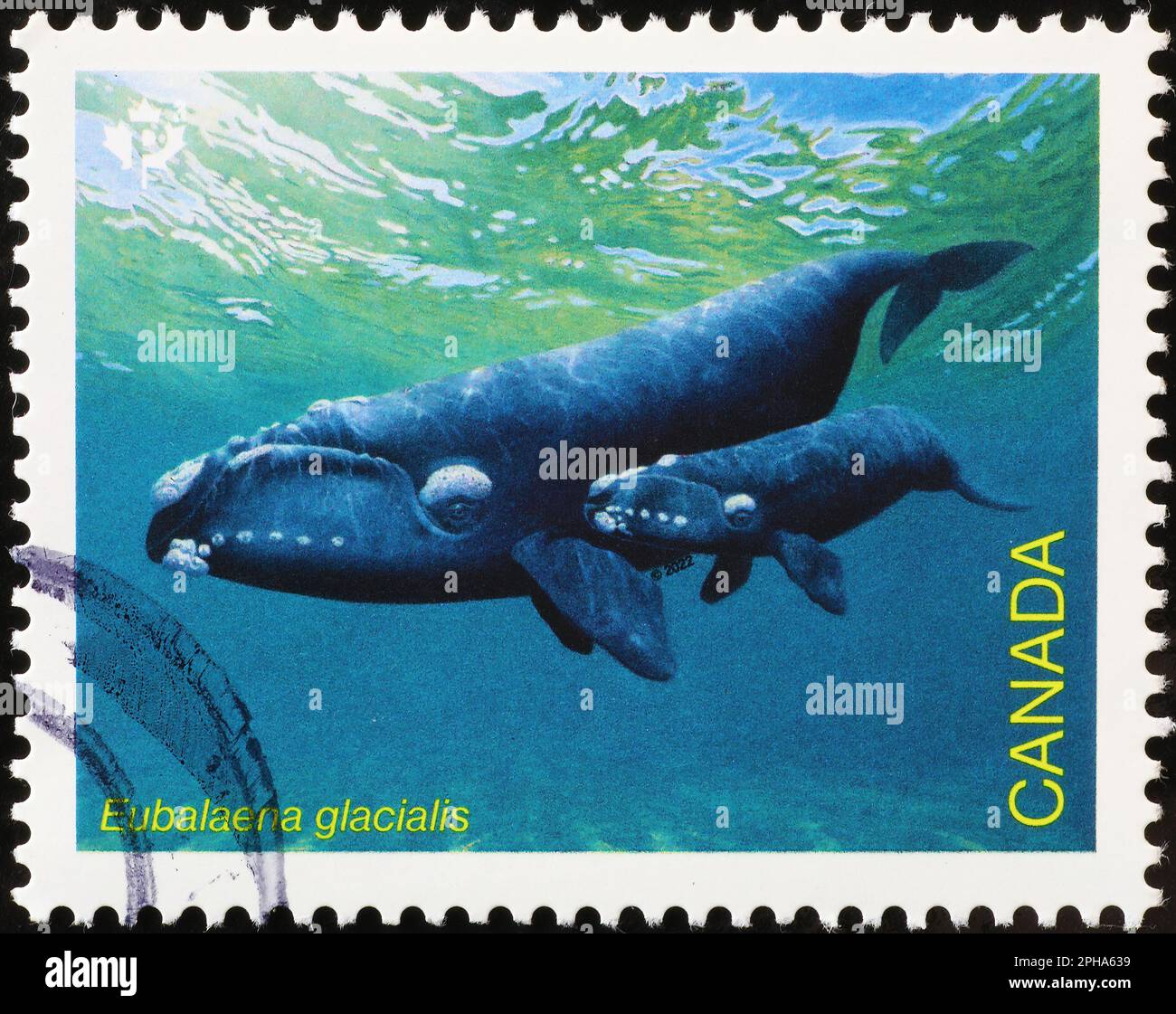 Nordatlantik-Glattwale auf kanadischer Briefmarke Stockfoto