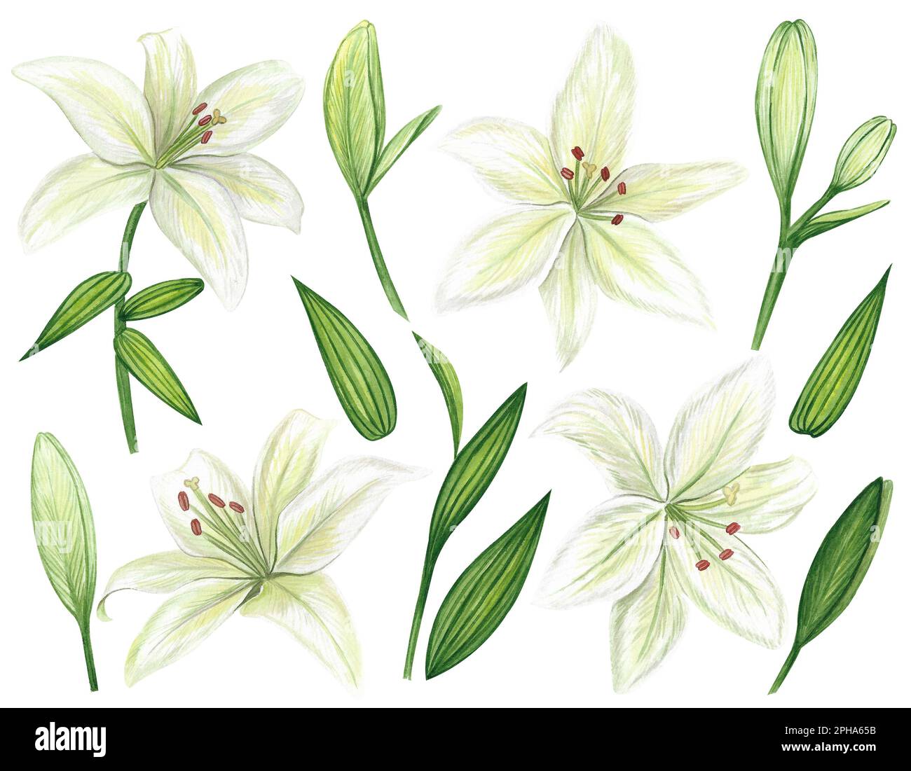 Weiße Lilien Aquarell-Clipart-Set. Sanfte weiße Blüten isoliert auf weißem Hintergrund. Clipart für Grußkarten, Hochzeitseinladungen, Geburtstagskarte Stockfoto