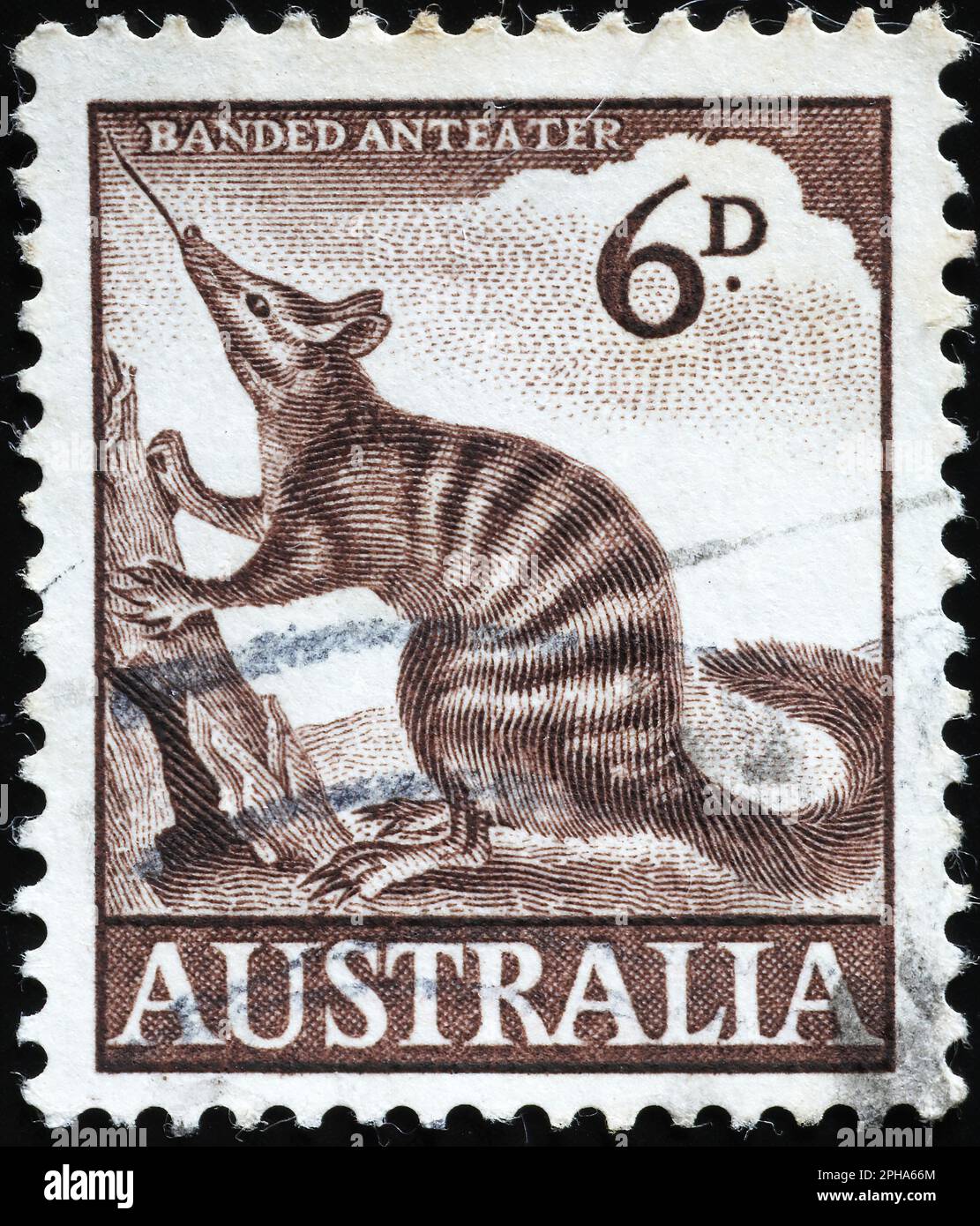 Numbat auf der alten australischen Briefmarke Stockfoto