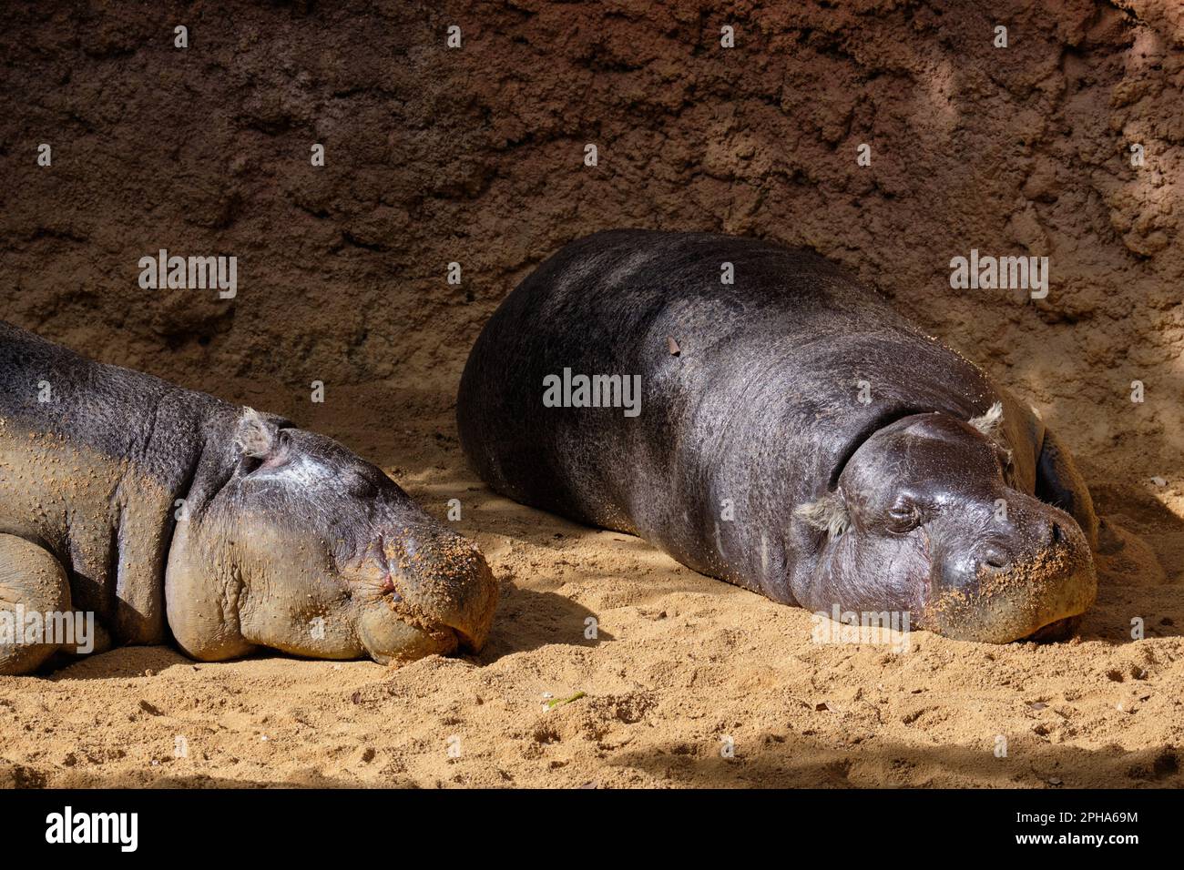 Pygmy hippopotamus, Choeropsis liberiensis oder Hexaprotodon liberiensis im Zoo Bioparc Fuengirola, Málaga, Spanien. Stockfoto