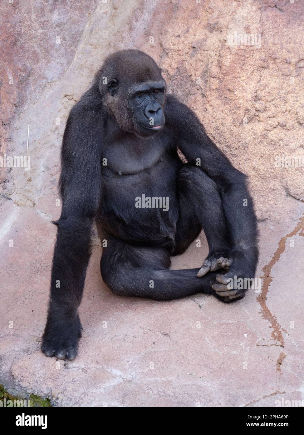 Weiblicher westlicher Tieflandgorilla (Gorilla Gorilla Gorilla). Zoo Bioparc Fuengirola, Málaga, Spanien. Stockfoto