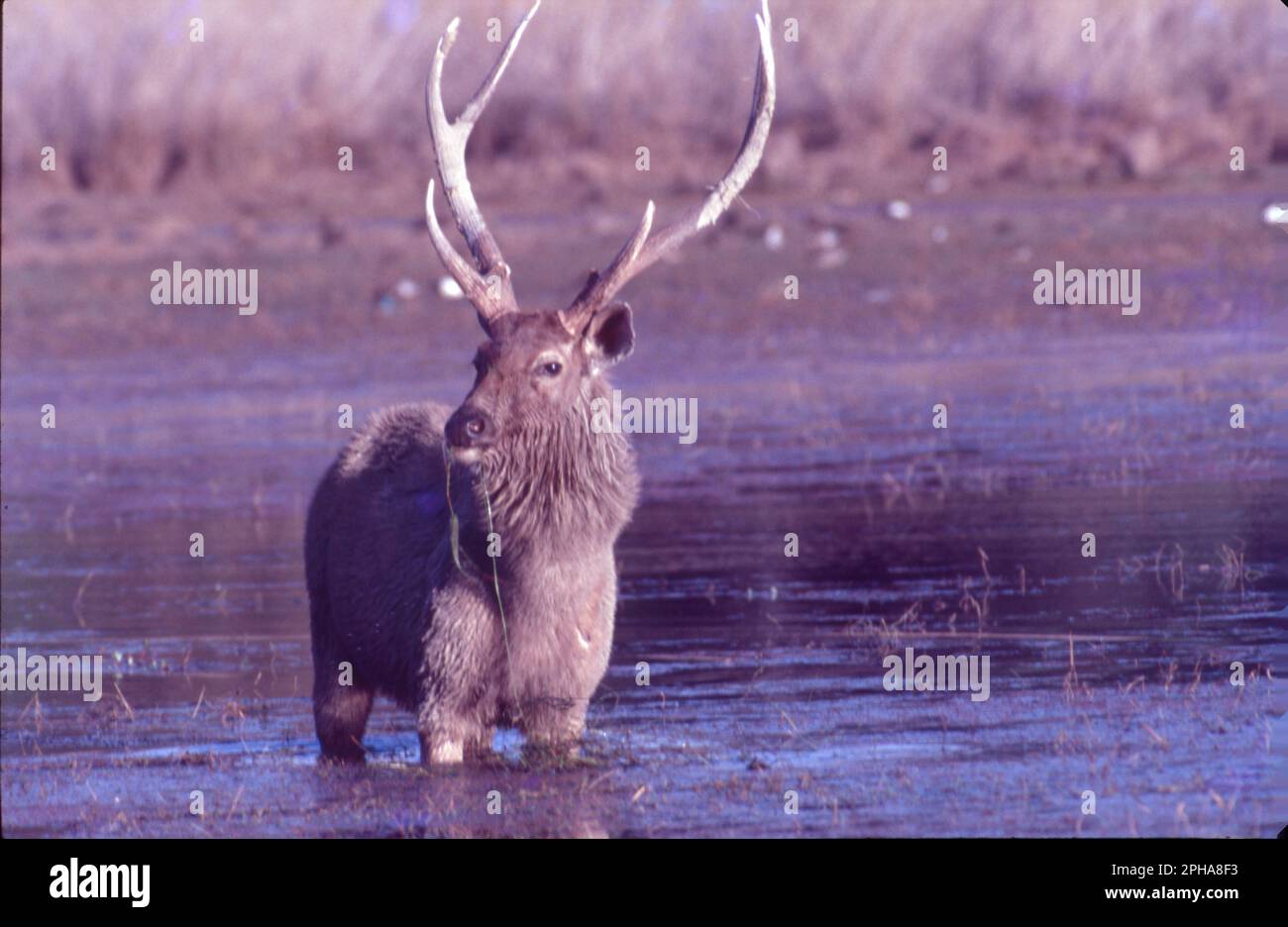 Die Erpressung, auch bekannt als die indische Antilope, ist eine indische und nepalesische Antilope. Es bewohnt grasbedeckte Ebenen und leicht bewaldete Gebiete mit mehrjährigen Wasserquellen. Antilope, eine der zahlreichen Alten Welt weidenden und stöbernden Hufsäugetiere der Familie Bovidae (Orden Artiodactyla). Wissenschaftliche Bezeichnung: Antilope cervicapra Stockfoto