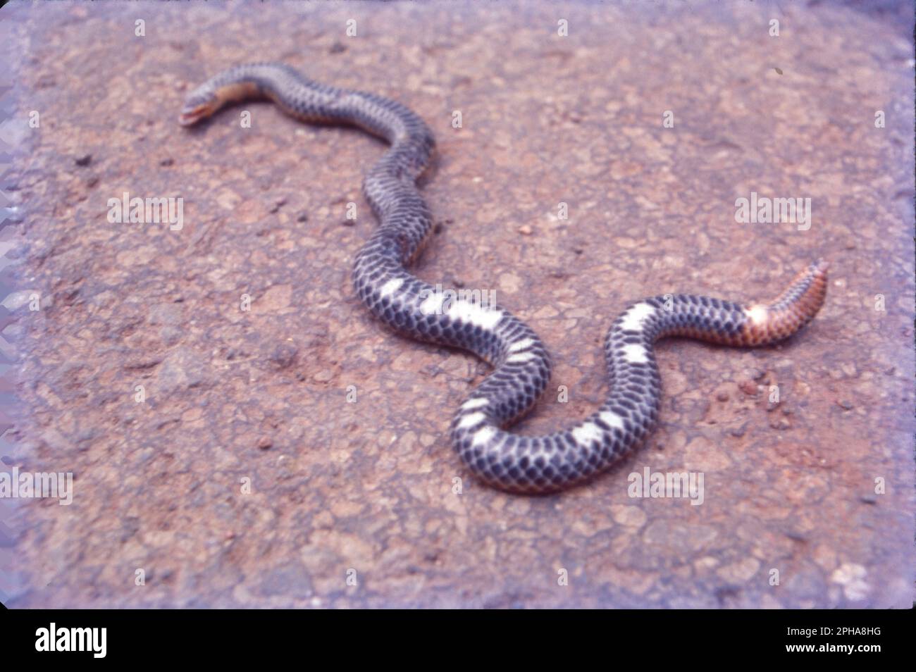 Brillenkobra (Naja naja), Sägezogene Viper (Echis carinatus), Russels Viper (Daboia russelii) und Krait (Bungarus caeruleus). Stockfoto
