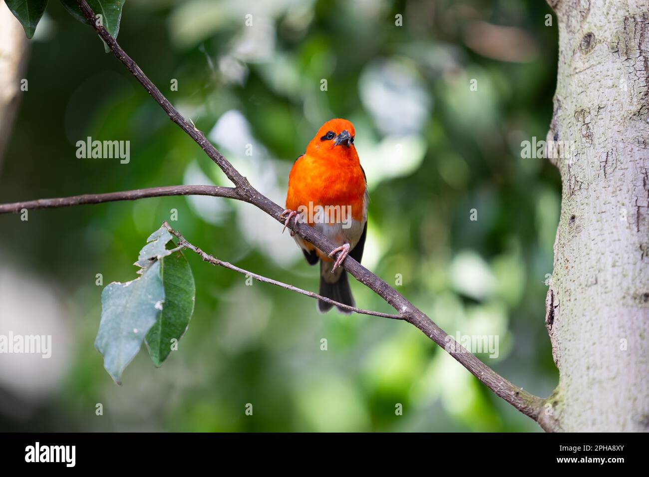 Roter Fuchsvogel auf dem Ast im Wald. Vögel im natürlichen Madagaskar-Wald Stockfoto