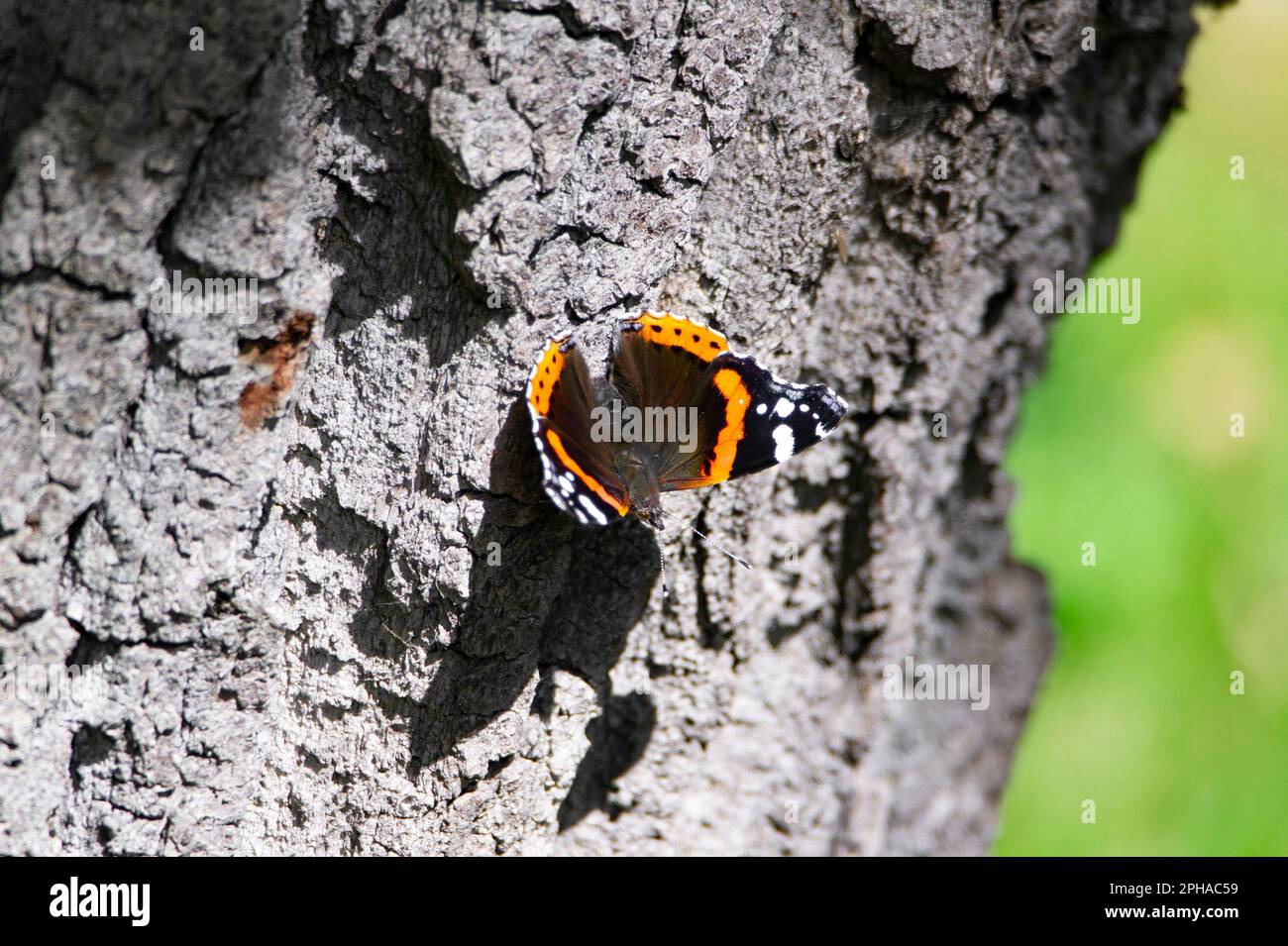 Roter Admiral (Vanessa Atalanta) Schmetterling mit schwarzen Flügeln auf einem Baum an einem sonnigen Tag Stockfoto