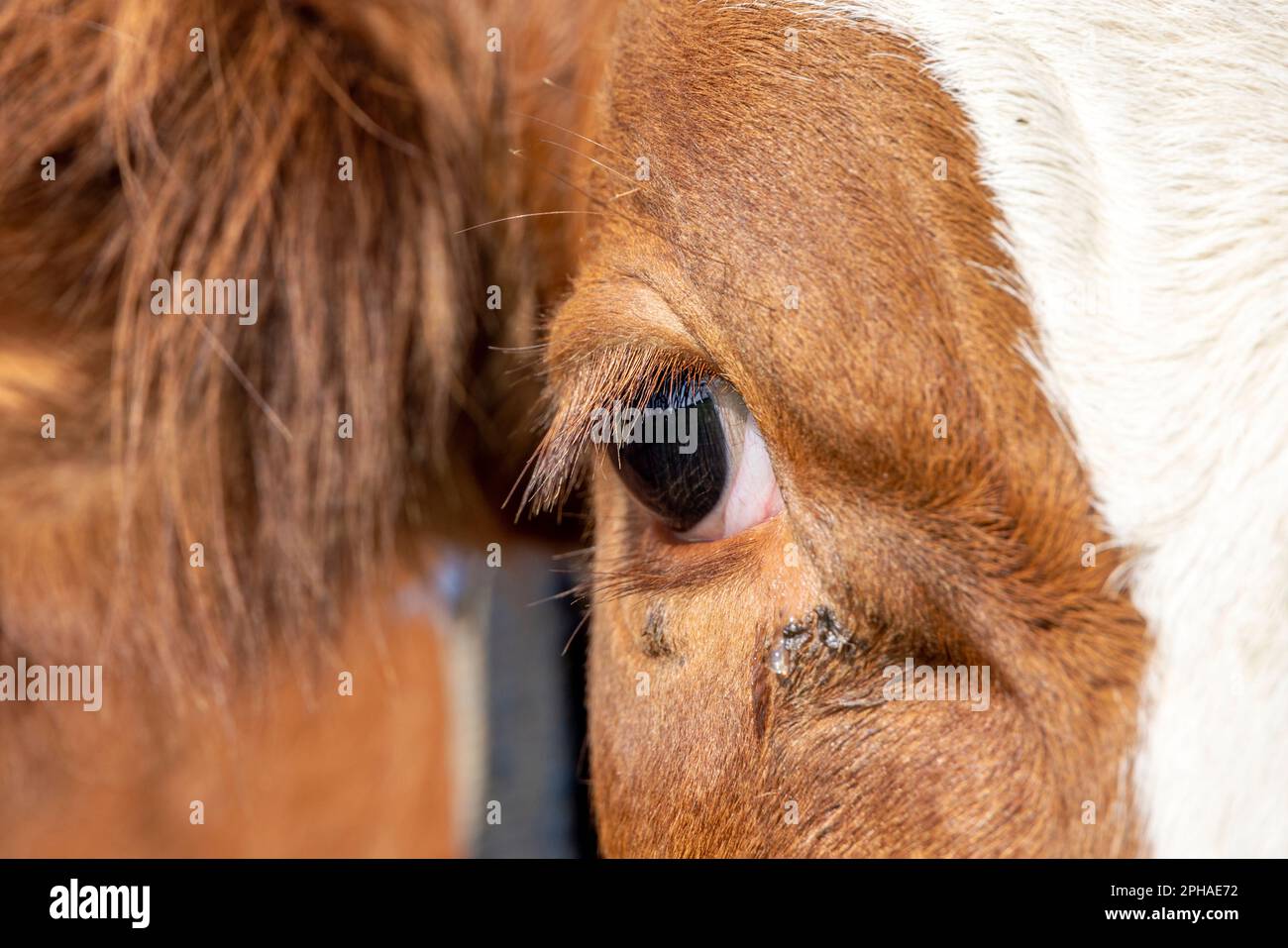 Ein Kuhauge aus nächster Nähe, Milchrot und Weiß, sieht ruhig und ruhig aus Stockfoto