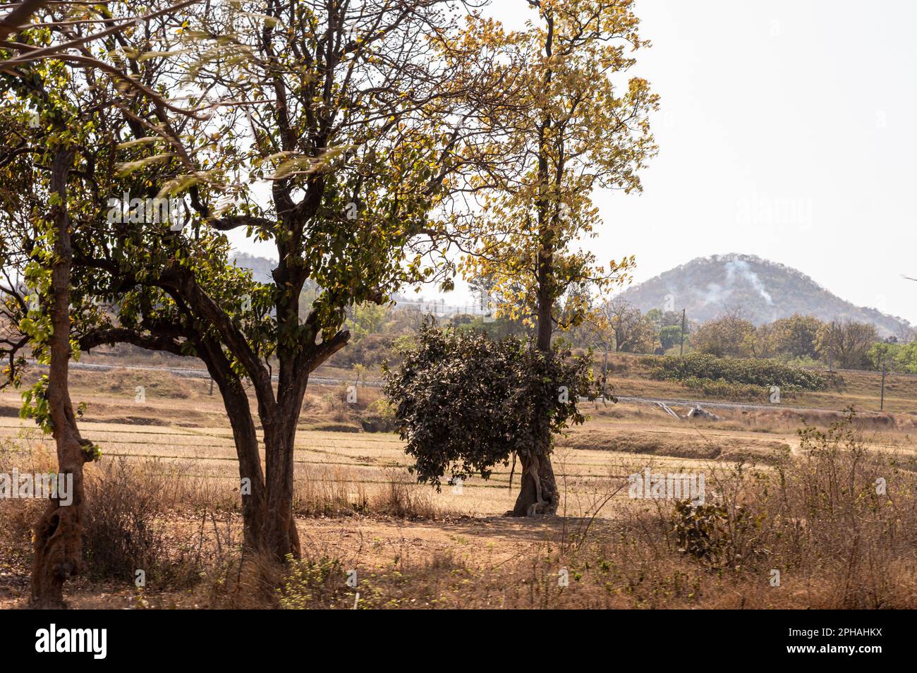 Bäume auf den Feldern des Chota Nagpur Plateaus vor fernen Bergen im Hintergrund. Ramgarh Jharkhand Indien Stockfoto
