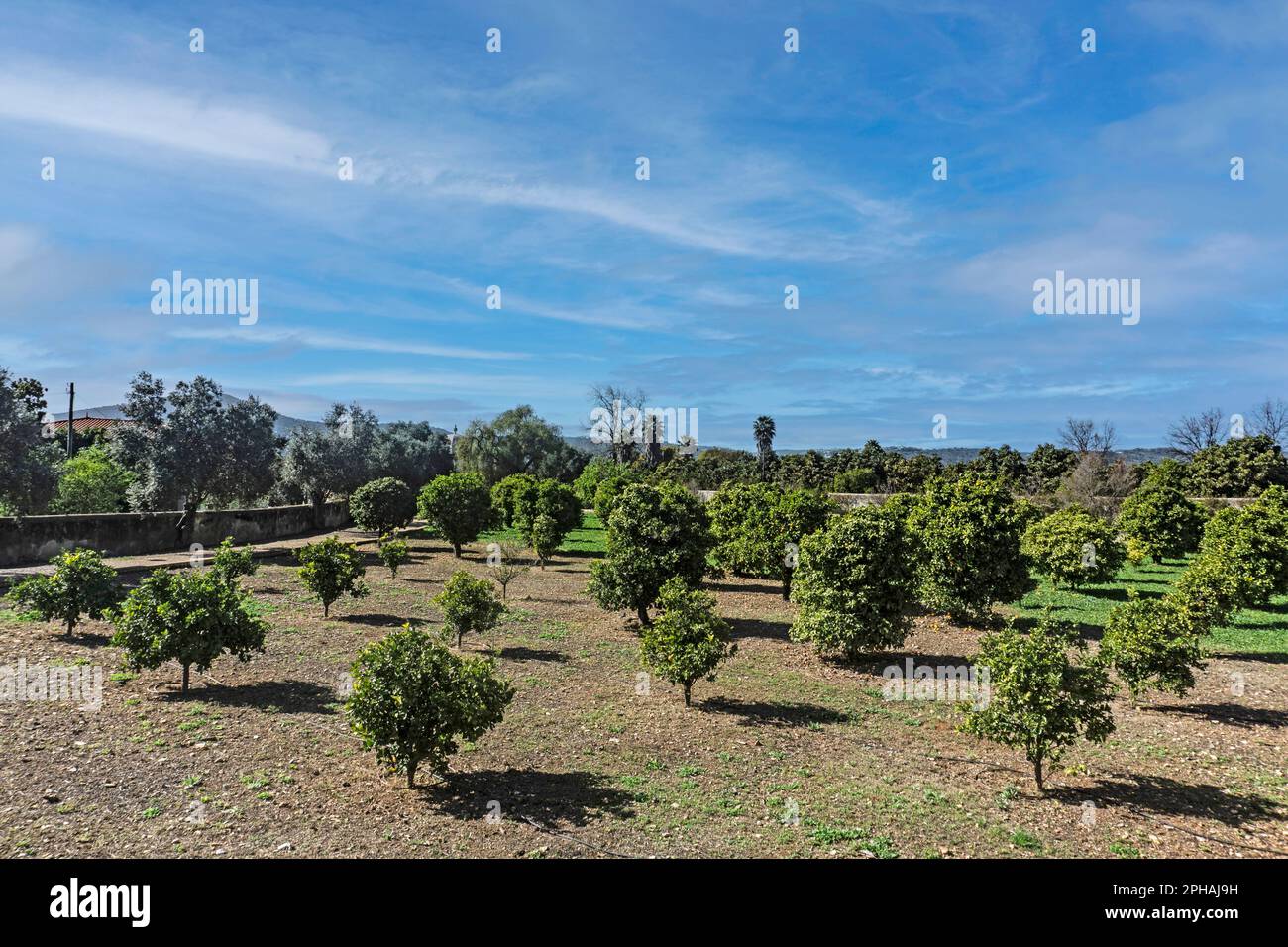 Ein kleiner Obstgarten mit Orangenbäumen, der auf dem Gelände des Estoi Palace Hotels in Estoi, Portugal wächst. Stockfoto