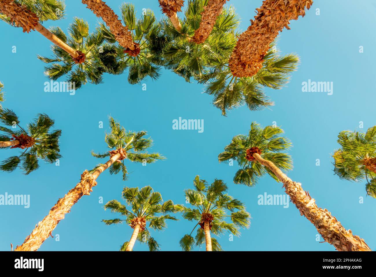 Blick auf Palmen, Blick vom Grund, tropische Reisen und touristischer Hintergrund Stockfoto