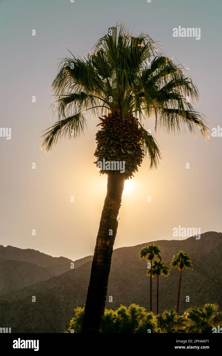Palmen und Wüstenberge bei Sonnenuntergang in Palm Springs, Kalifornien Stockfoto