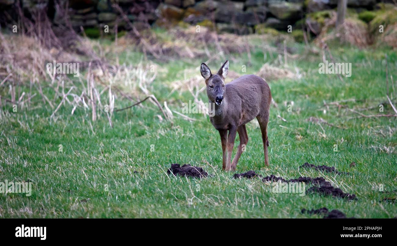 Eine Reh-Familie, die auf einem Feld weidet Stockfoto