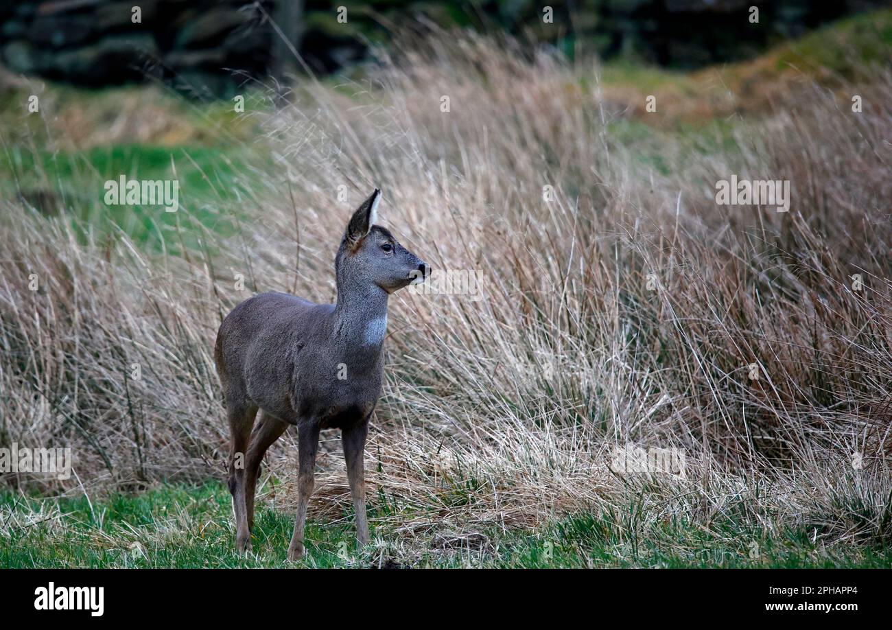 Eine Reh-Familie, die auf einem Feld weidet Stockfoto