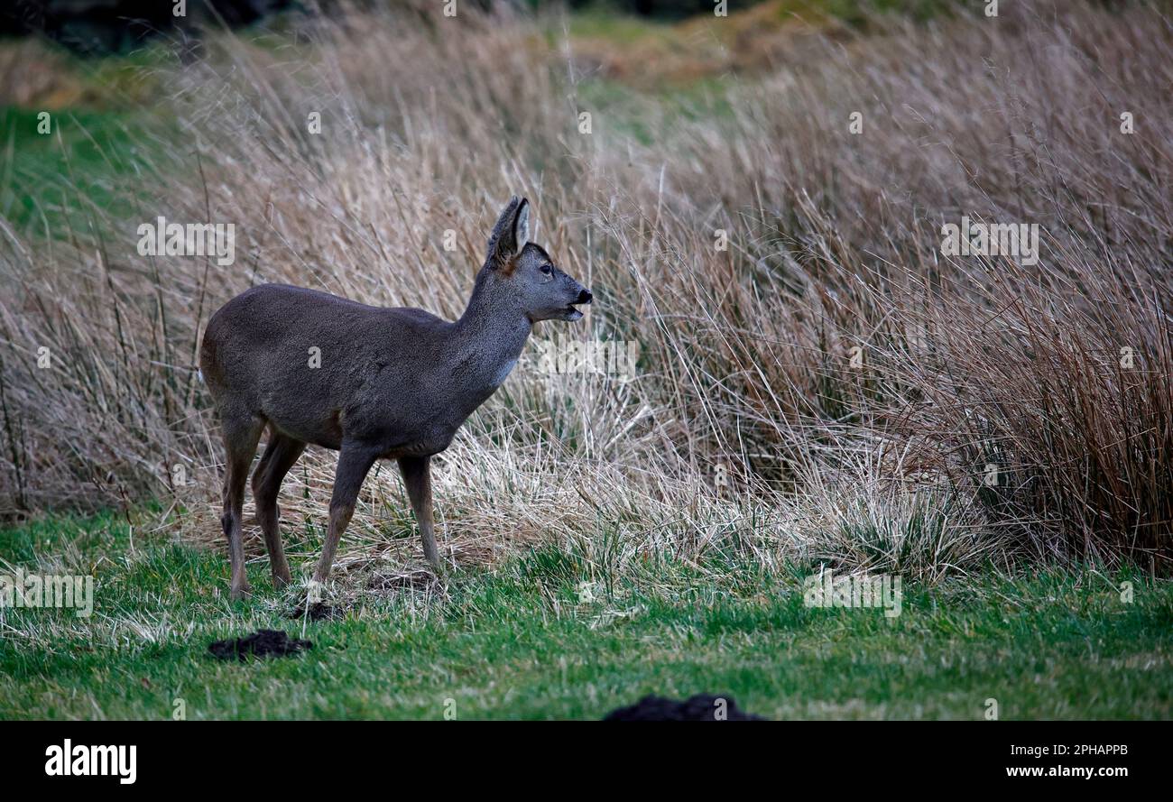 Eine Reh-Familie, die auf einem Feld weidet Stockfoto