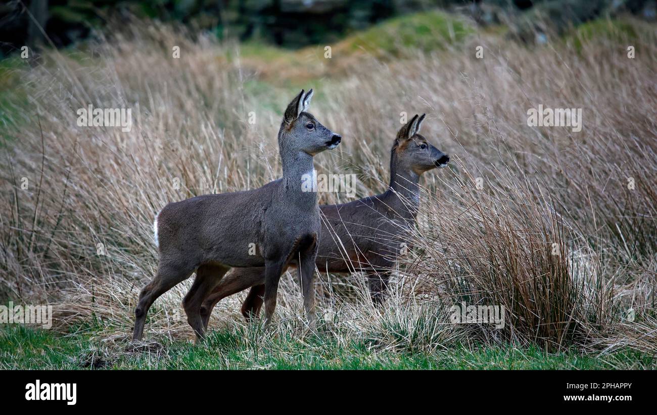 Eine Reh-Familie, die auf einem Feld weidet Stockfoto