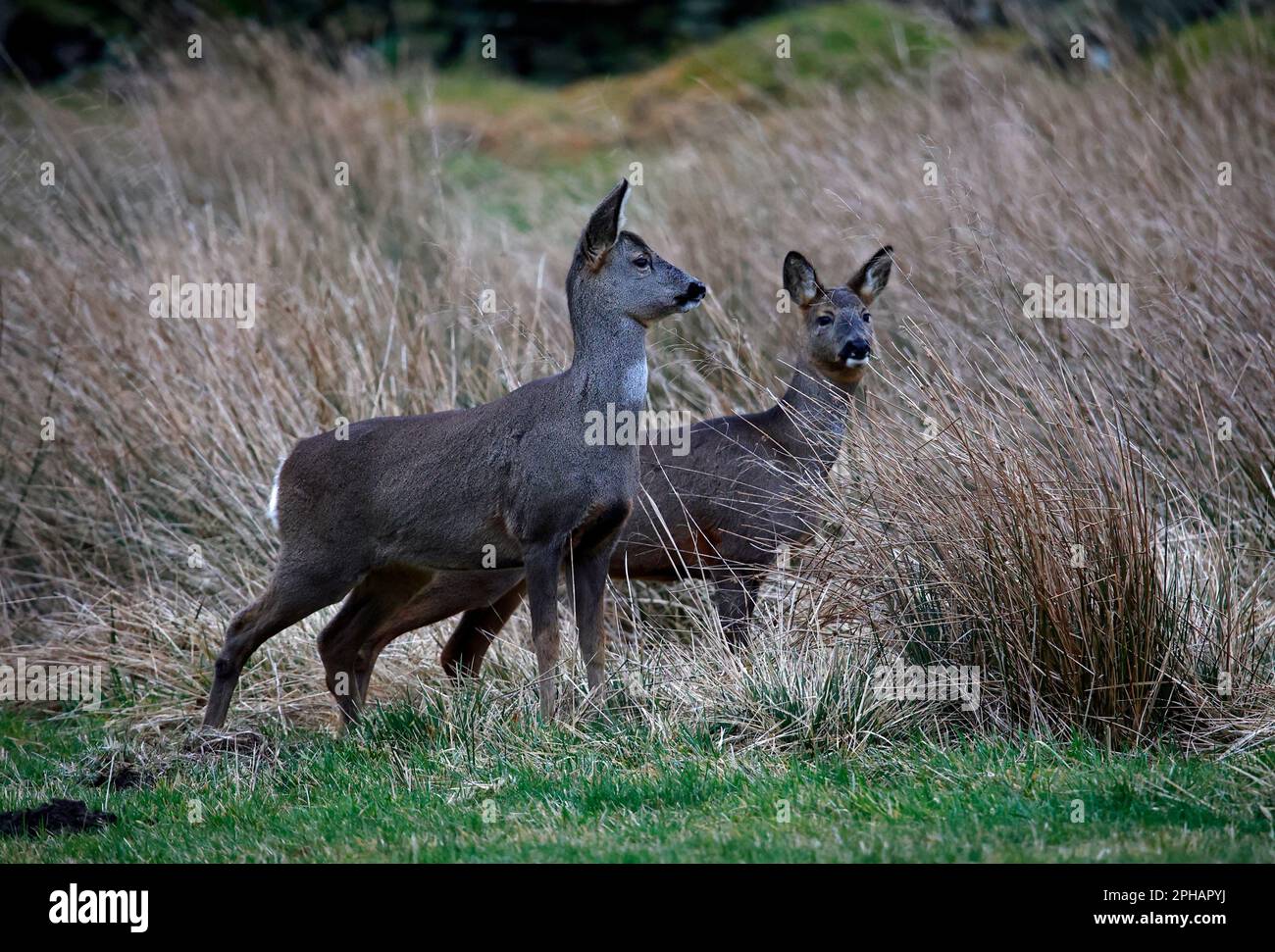 Eine Reh-Familie, die auf einem Feld weidet Stockfoto