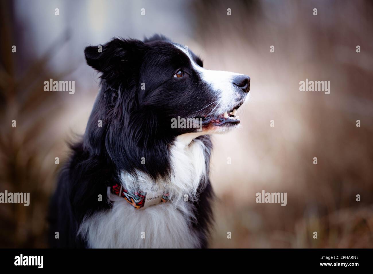 Porträt eines schwarz-weißen Collie, Zuchthund, der in die Ferne blickt, auf einer Wiese in der Nähe des Waldes, ein wunderschöner, mächtiger Show-Hund Stockfoto