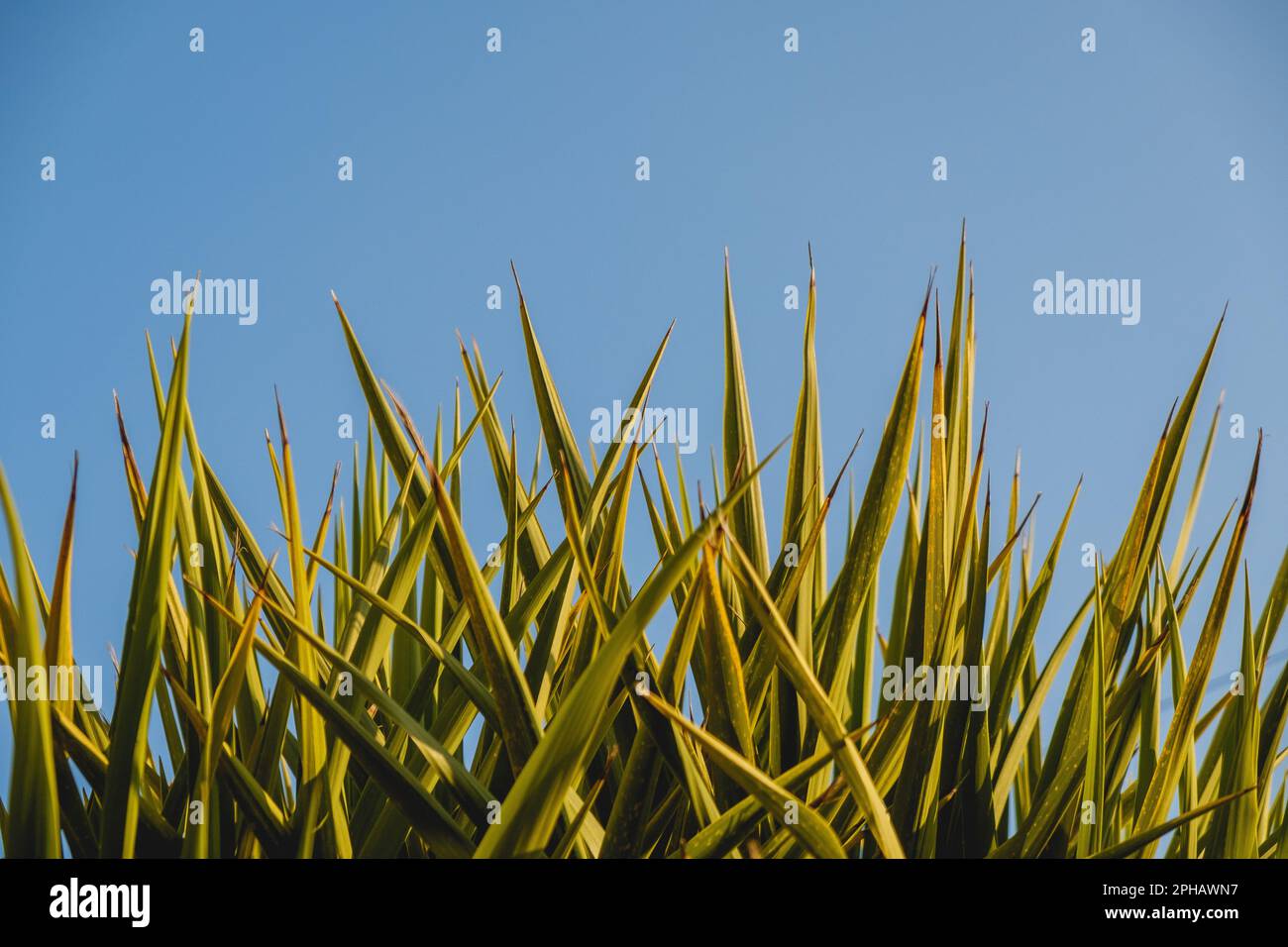 Stachel-Yucca-Pflanze vor blauem Himmel Stockfoto