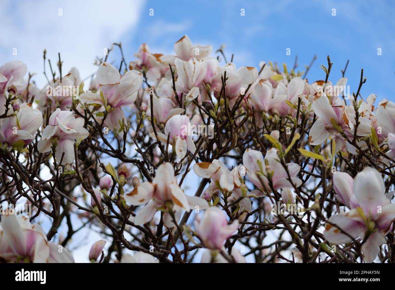 Rosa Blumen blühen im Frühling Stockfoto