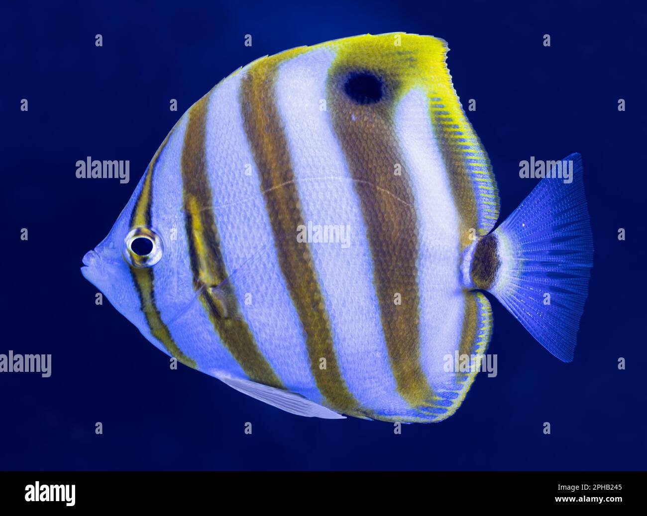 Nahaufnahme eines Ocellaten Butterflyfisches (Parachaetodon ocellatus) Stockfoto