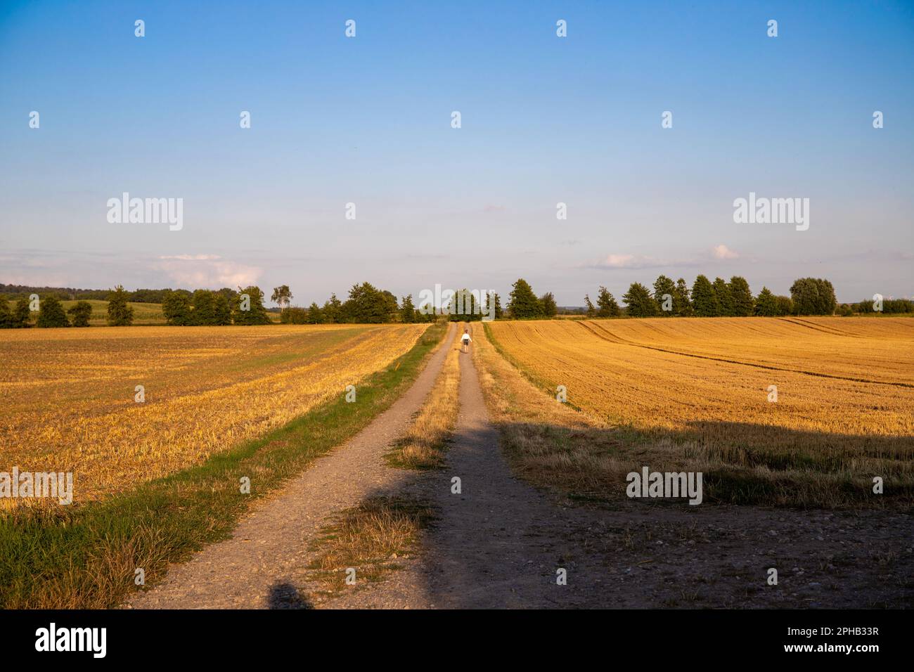 Panoramablick auf die landwirtschaftliche Landschaft mit einer unbefestigten Straße und blauem Himmel Stockfoto