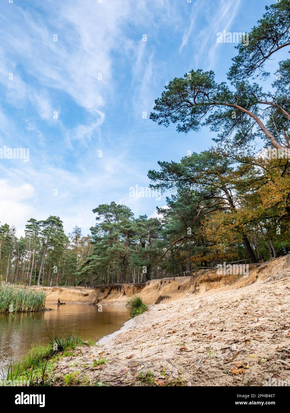 Fluss Dinkel und Kiefern im Naturschutzgebiet Lutterzand, De Lutte, Losser, Overijssel, Niederlande Stockfoto