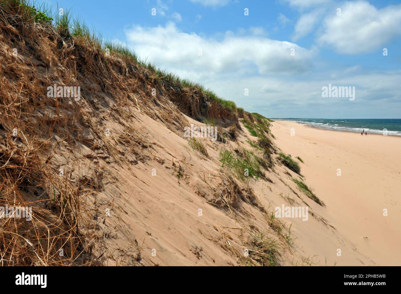 Grasbedeckte Sanddünen bieten einen Blick auf Greenwich Beach und den Golf von St. Lawrence im Prince Edward Island National Park in Kanada. Stockfoto