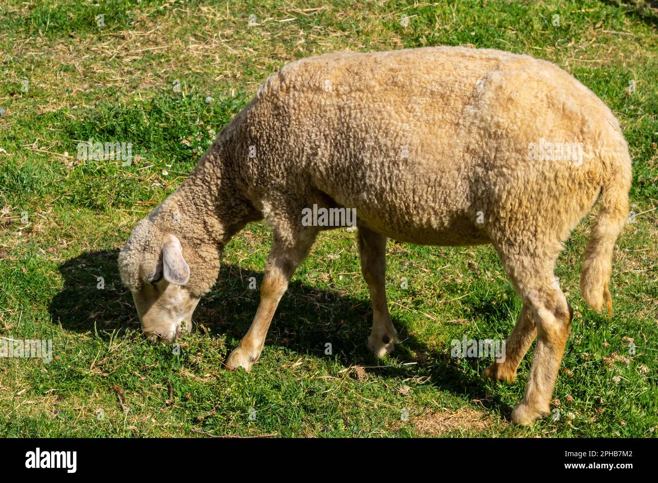 Die Schafe weiden auf dem Hof, pflegen Haustiere. Warmer Sommer und harte Agrararbeit in Provinzen. Stockfoto
