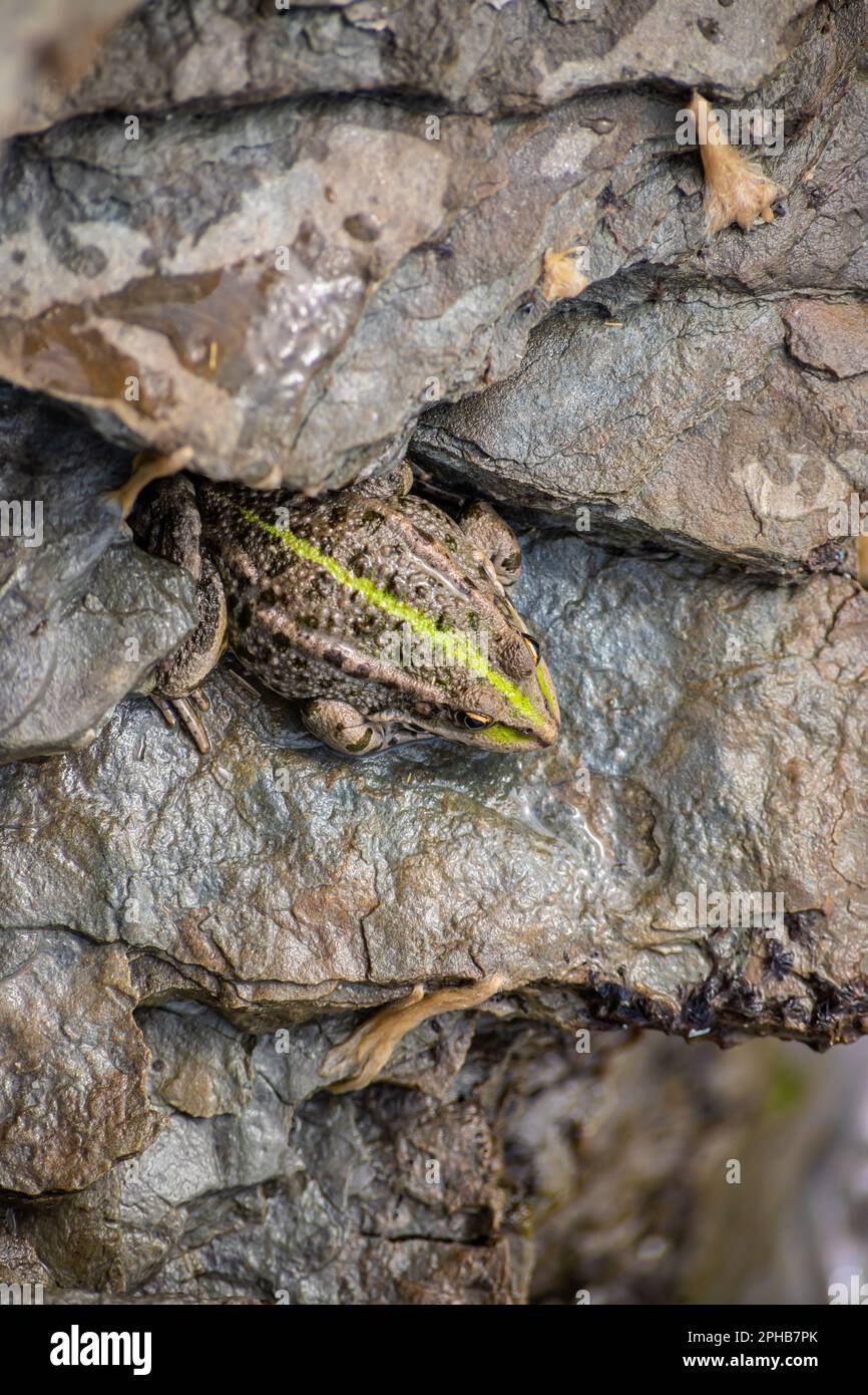 Ein grüner Frosch, Lithobates Clamitans, ruht auf einem Kameo in der Nähe eines Teiches. Stockfoto