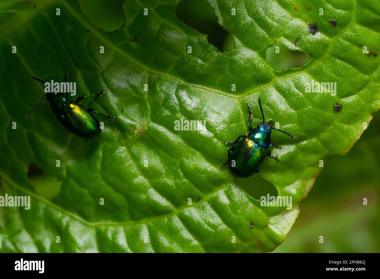 Farbenfroher Hundekuchen-Käfer Chrysochus auratus auf großen grünen Blättern. Stockfoto