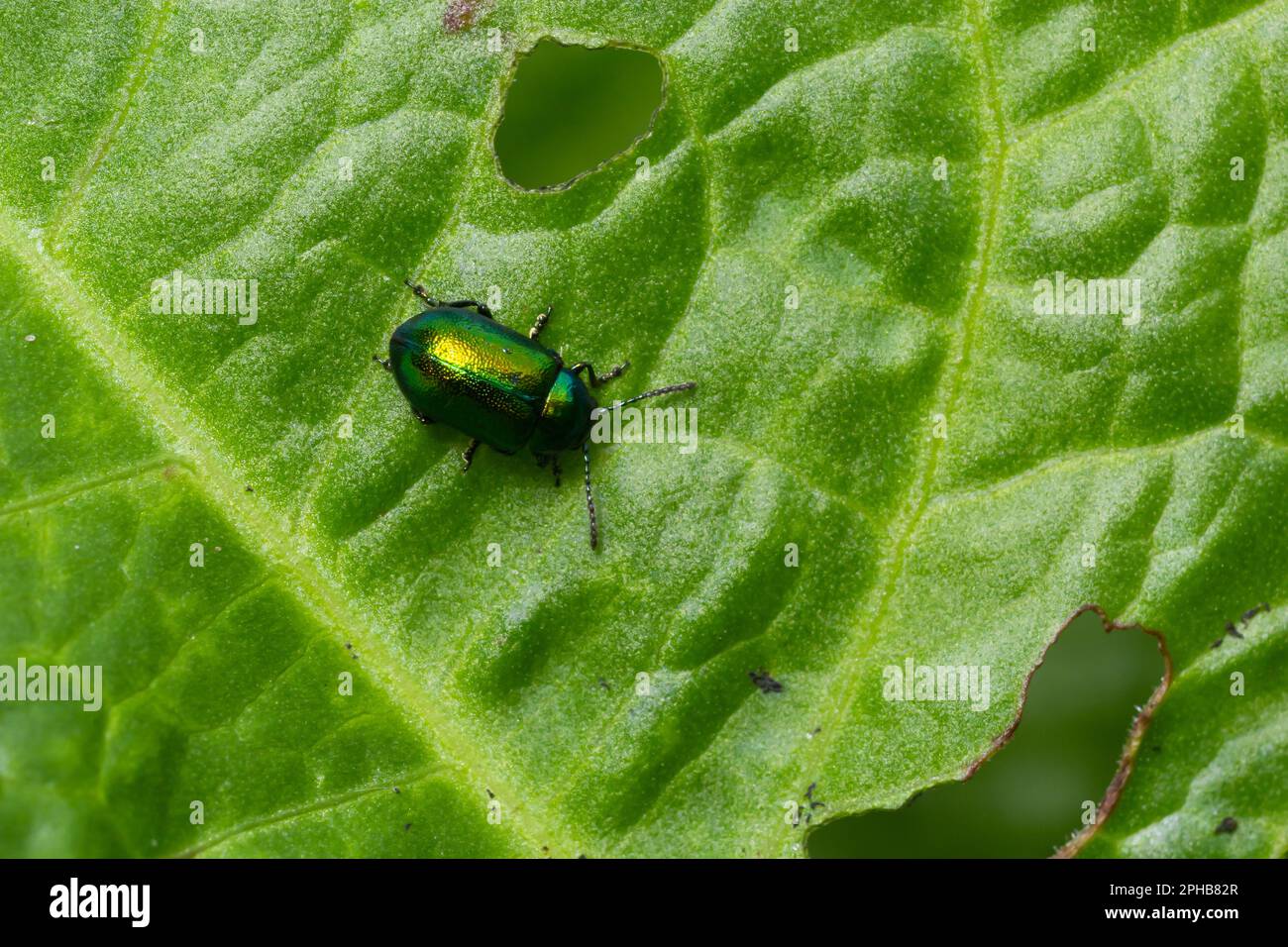 Farbenfroher Hundekuchen-Käfer Chrysochus auratus auf großen grünen Blättern. Stockfoto