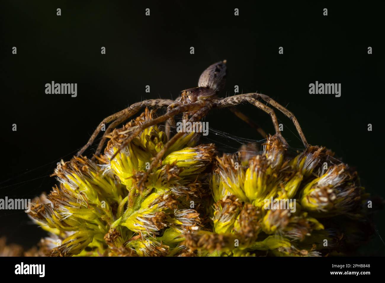 Pisaurina mira Nursery Webspinne ein gewöhnliches Garten- und Wieseninsekt mit selektivem Fokus. Stockfoto