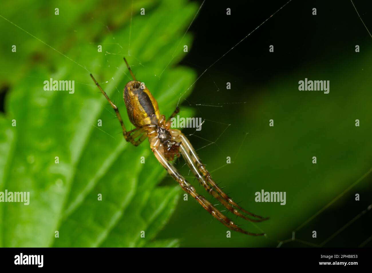 Schönes Makrobild eines Spinnennetzes, das auf seinem Netz sitzt, mit einem unscharfen Hintergrund und selektivem Fokus. Eine Spinne in einem Netz ist eine Nahaufnahme einer Spinne i. Stockfoto