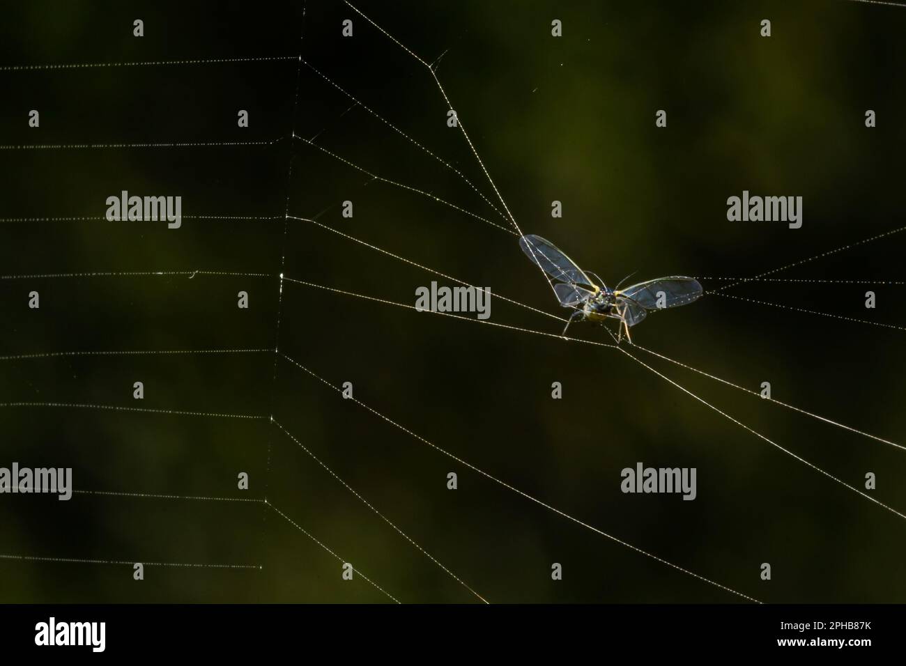 Die Beute der Spinne im Netz, die Blattläuse verhedderte sich in den Fäden des Netzes und wurde zur Beute. Stockfoto