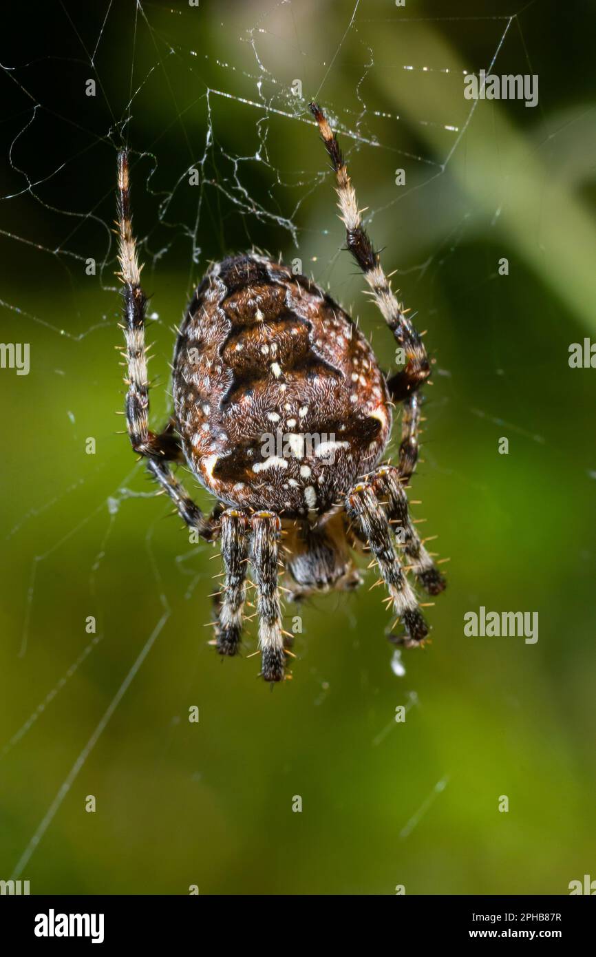 Spider Araneus diadematus mit einem Kreuz auf dem Rücken auf einem Netz vor einem Baumhintergrund. Stockfoto