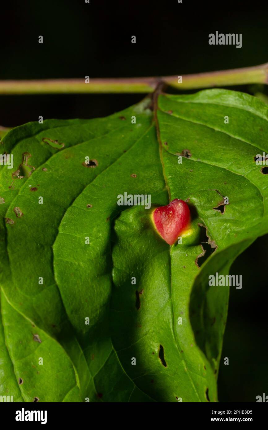 Rote Gallen von Pontania proxima auf grünen Blättern, kranker Baum. Pontania proxima, die Weidengallen-Sägefliege. Pflanzengallen. Euura proxima, Blattkrankheiten, rotes Pustel Stockfoto