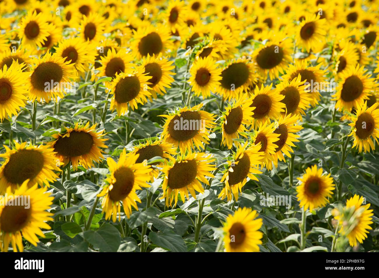 Sonnenblumen auf Feld, Sonnenblumen auf dem Feld Stockfoto
