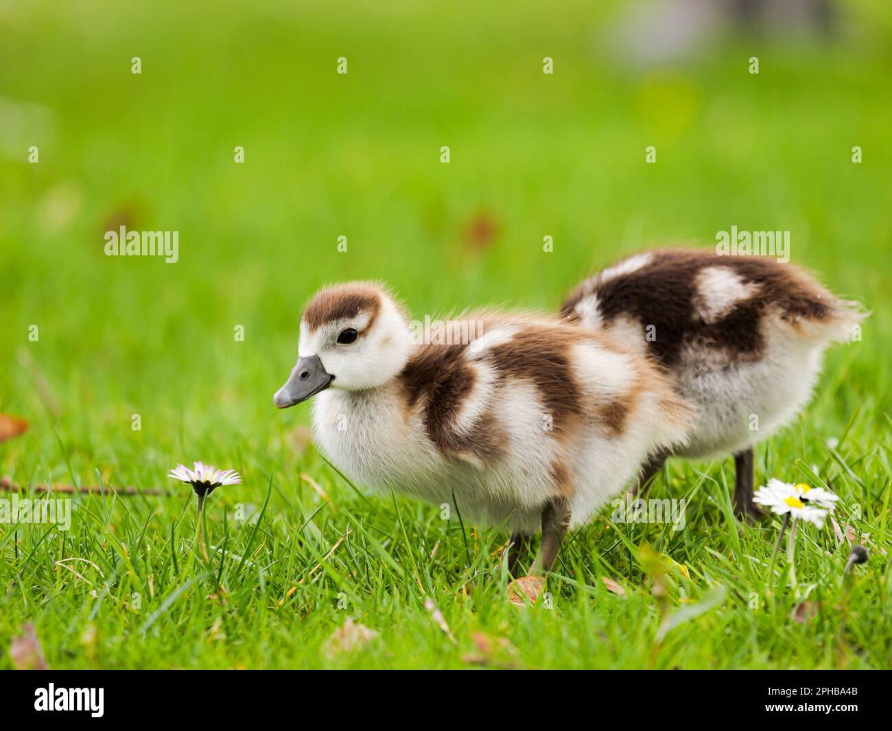 Der süße Gosling steht auf einer grünen Wiese Stockfoto