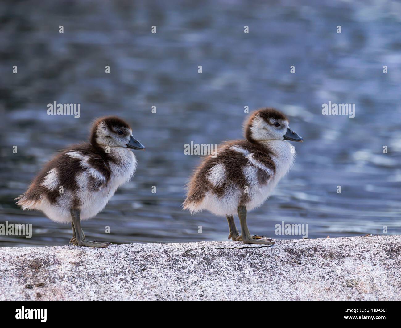 Zwei süße Geschwister stehen fleißig hintereinander Stockfoto