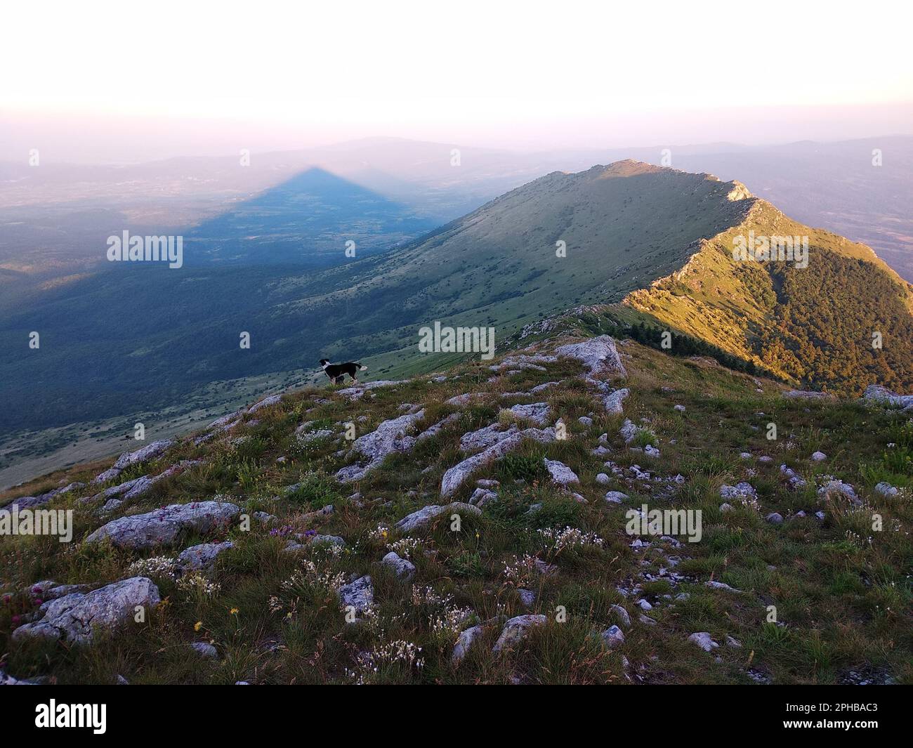 Ein einzelner Hund, der friedlich auf einer malerischen Bergwiese bei Sonnenuntergang spaziert Stockfoto