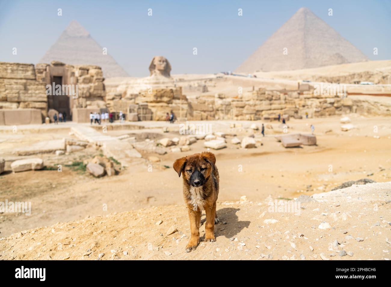 Ein streunender Welpe an den Pyramiden des Gizeh-Komplexes in Ägypten Stockfoto