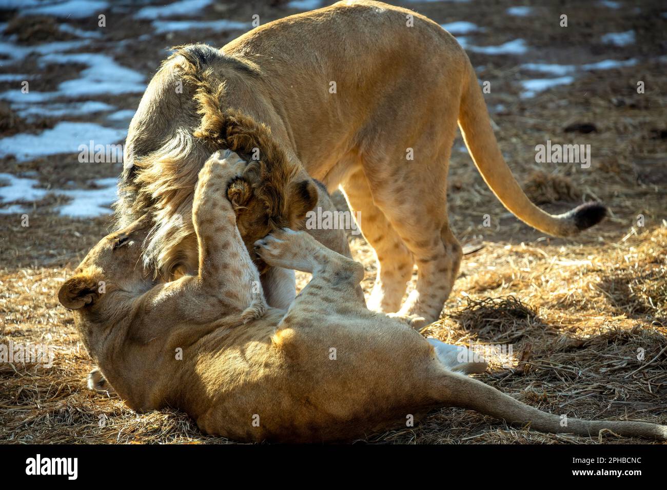 Captive Lions (Panthera leo), Denver Zoo, Denver, Colorado, USA Stockfoto