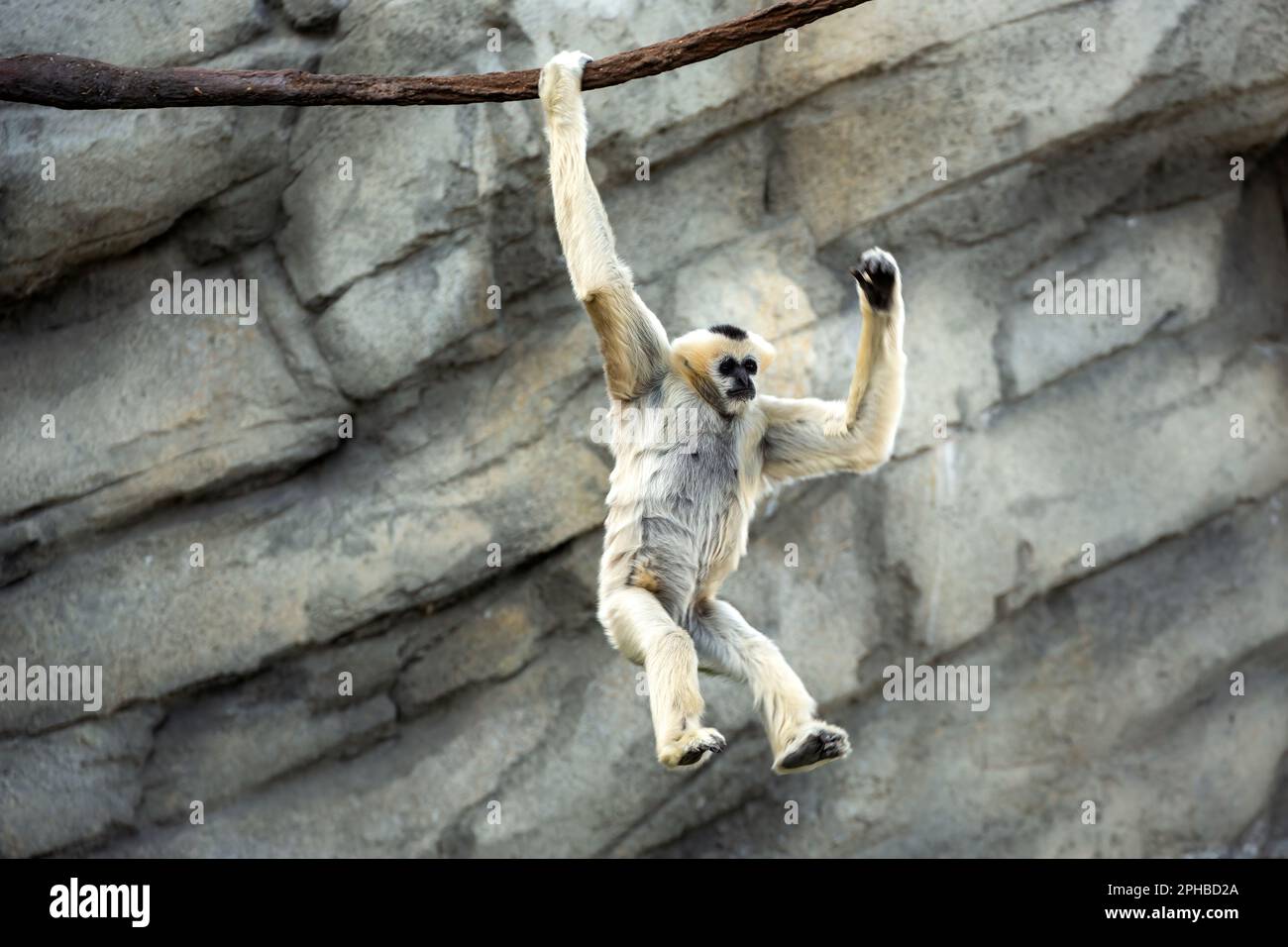 Captive Northern White-Cheeked Gibbon (Nomascus leucogenys), Denver Zoo, Denver, Colorado, USA Stockfoto