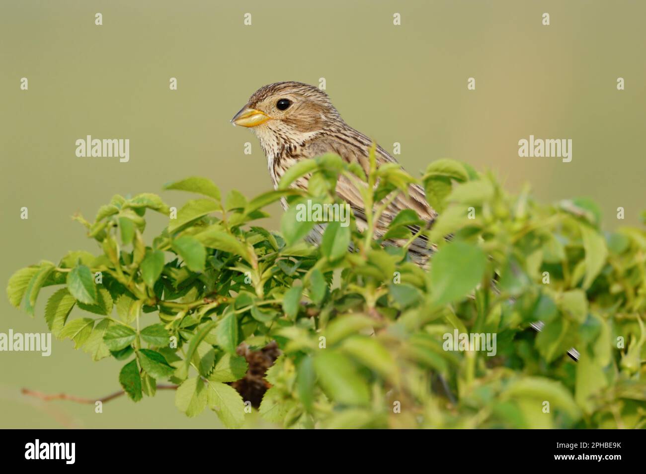 Unverkennbar... Corn Bunting, Emberiza calandra, sitzt auf Büschen Stockfoto