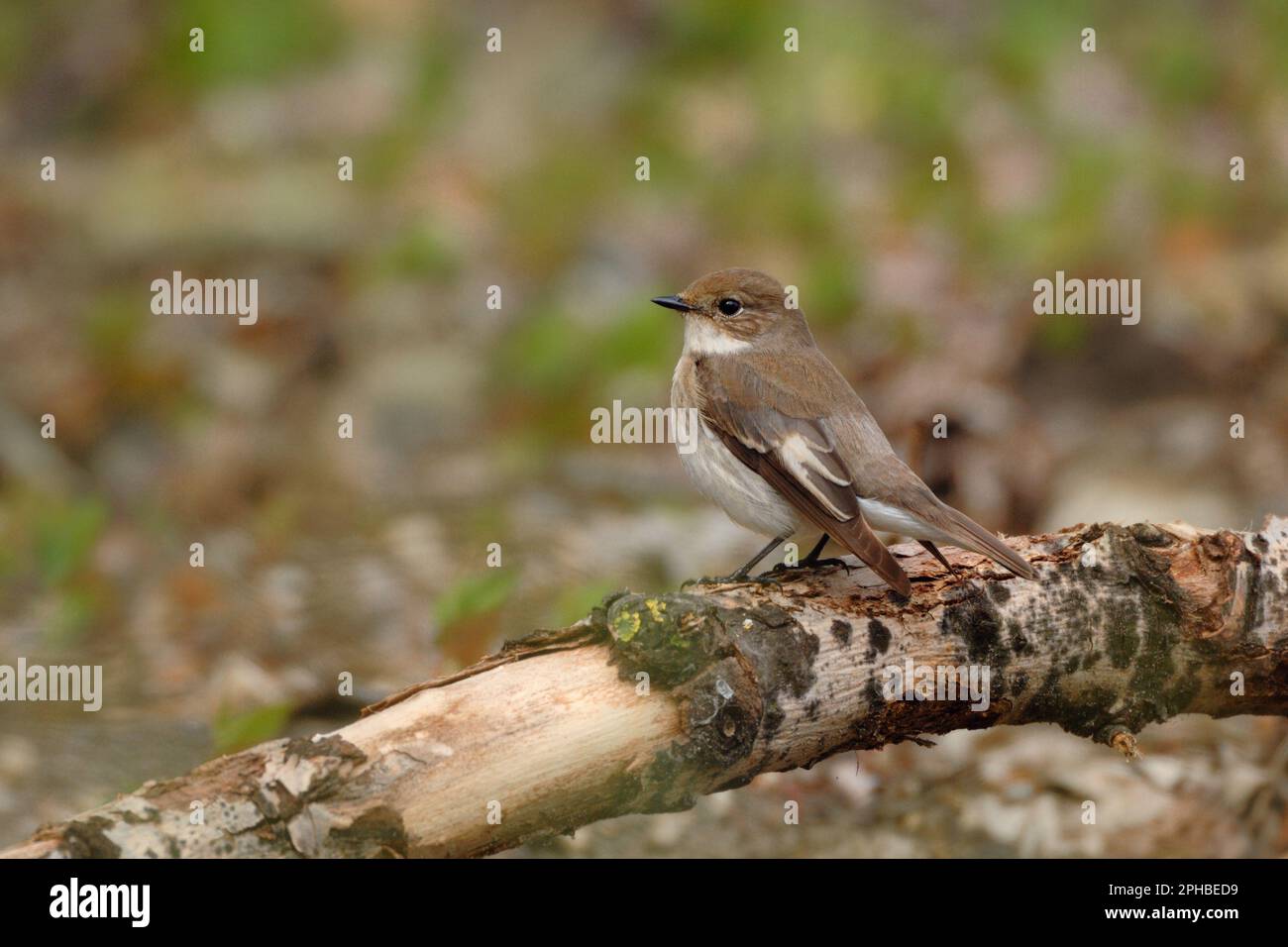 Auf dem Waldgrund... Rattenfliegenfänger ( Ficedula hypoleuca ), seltene einheimische songbird-Arten Stockfoto