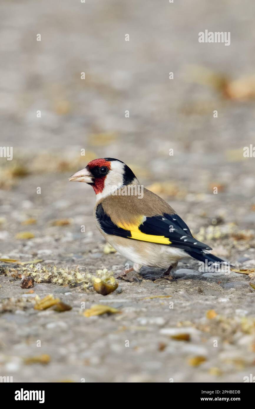 Auf der Suche nach Essen... Goldfink ( Carduelis carduelis ) ernährt sich von den Samen einer schwarzen Pappel. Stockfoto