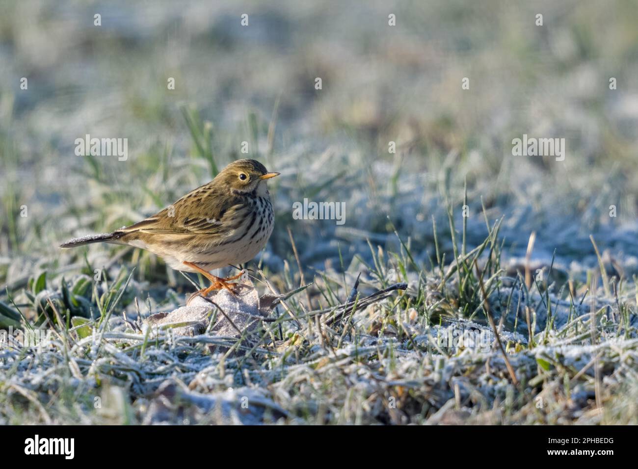 In der eiskalten Kälte... Wiesenpfeife ( Anthus pratensis ) im Winter, Niederrhein-Gebiet. Stockfoto