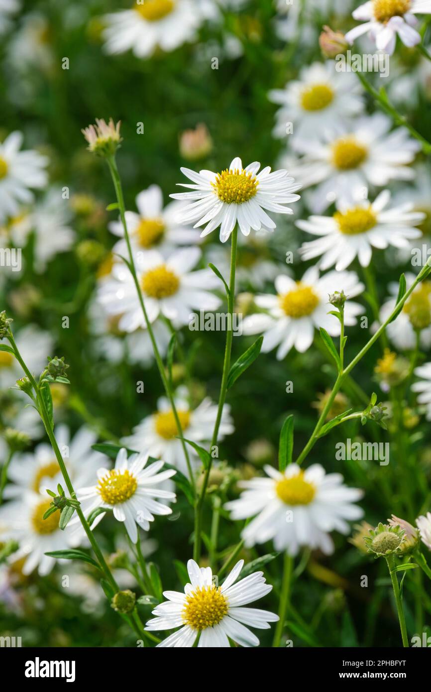 Kalimeris incisa Alba, japanisches Oster Alba, Sprays aus weißen, blumigen Blütenköpfen, goldgelbe Zentren Stockfoto